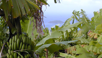 Martinique...la banane !