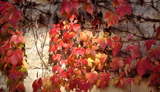 c'est l'automne