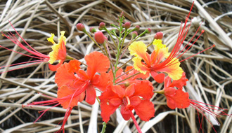 Fleurs