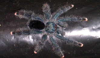 Matoutou