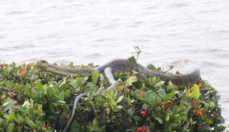 Un serpent en ville