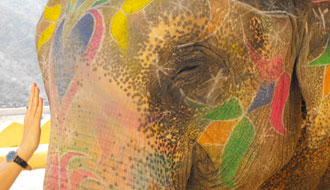 Caresse d’éléphant