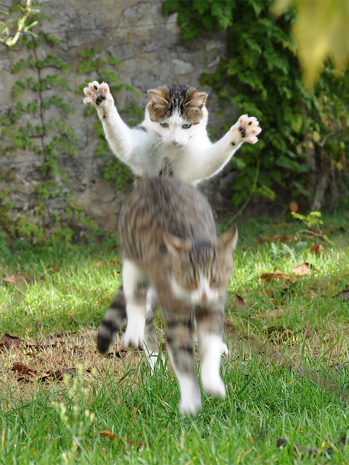 Chat !