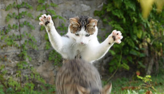 Chats!