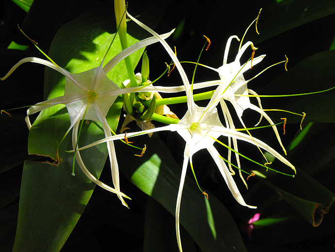 Fleur