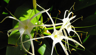 Fleur