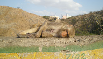 La sieste