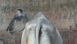 La vache!