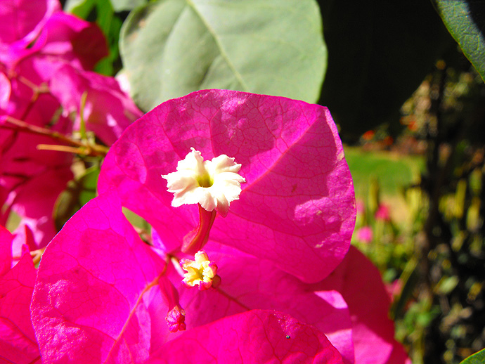 Fleurs