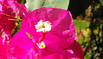 Fleurs