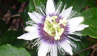 Fleur de la passion
