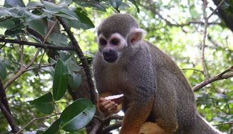 Singe écureuil