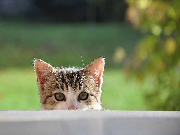 Le chat