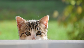 Le chat