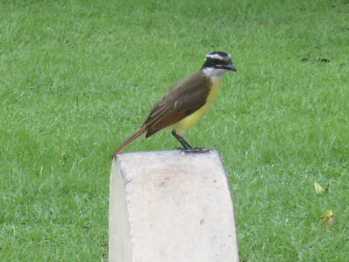 Kikiwi