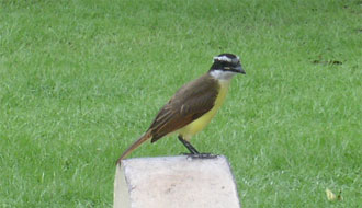 Kikiwi