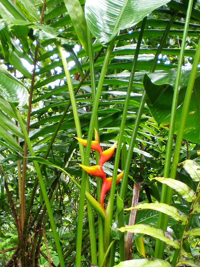 Becs de perroquet – Martinique