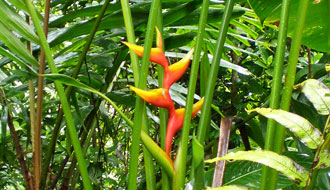 Becs de perroquet – Martinique
