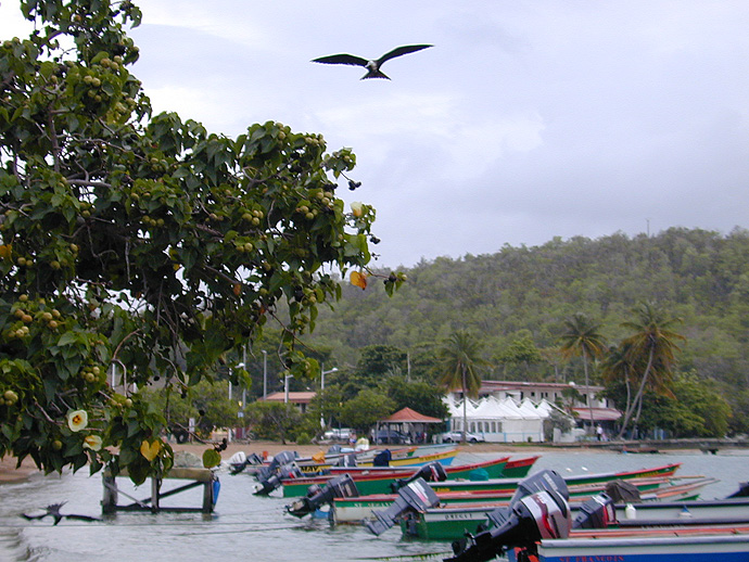 Martinique : Tartane