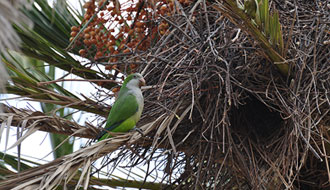 Perruche souris