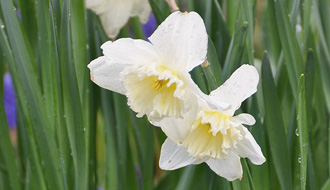 Fleurs de printemps