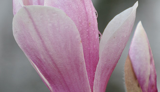 Fleur de magnolia