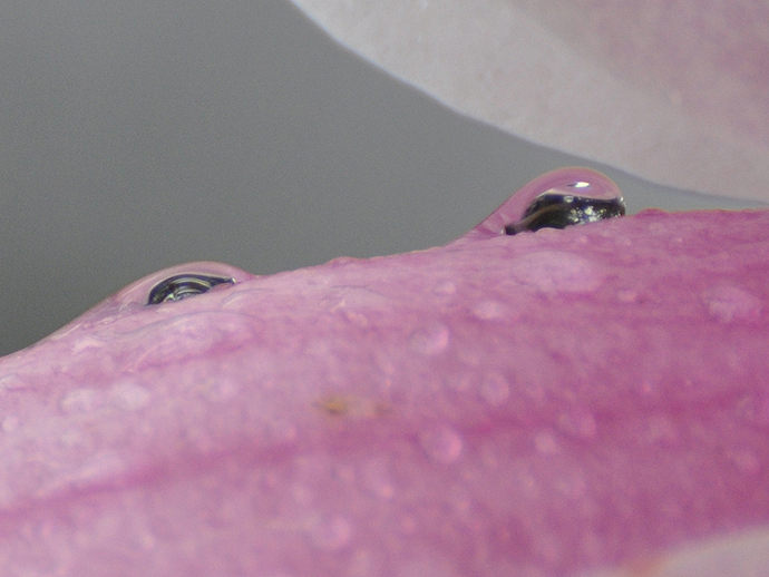 Fleur de magnolia sous un autre angle