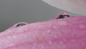 Fleur de magnolia sous un autre angle