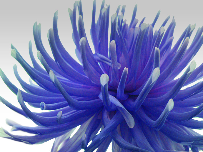 Dahlia bleu