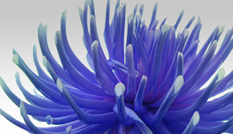 Dahlia bleu