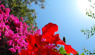 Flore Indienne