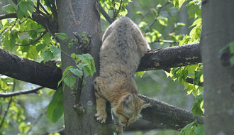 Chat Sylvestre