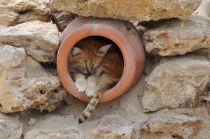 Chat des sables