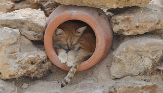 Chat des sables