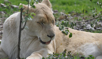 Lionne