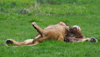 Ce lion est-il exhibitionniste ?