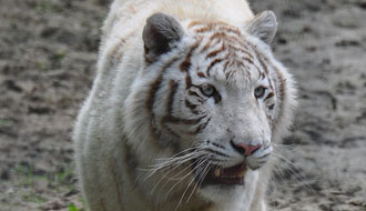 Tigre blanc