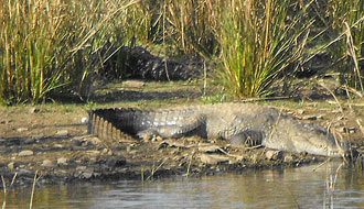 Alligators