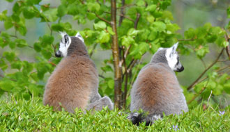Lémuriens : vieux couple 