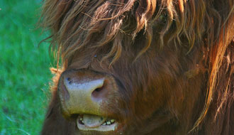 Vache des Highlands