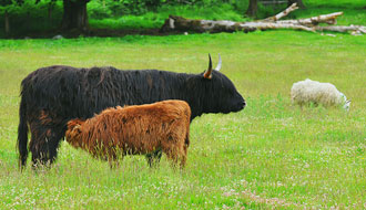 Vache des Highlands