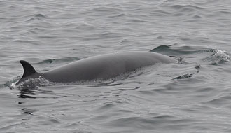 Baleine, petit rorqual