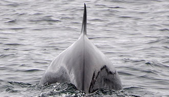 Ecosse, baleine