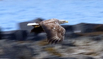 Aigle à tête blanche, Ecosse