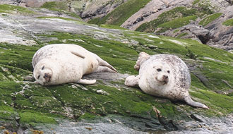 Les phoques veaux marins