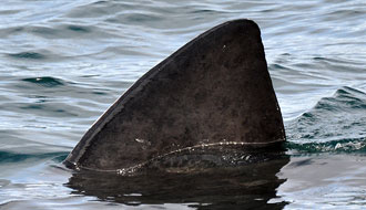 Requin pèlerin, Ecosse