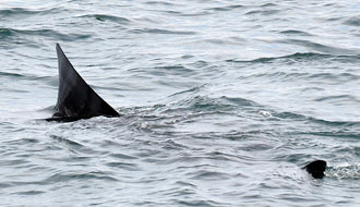 Les phoques veaux marins