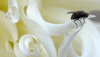 Insecte
