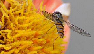 Insecte
