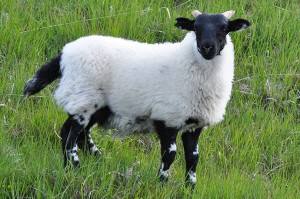 Ecosse, Mouton des Highlands ou Scottish sheep Ecosse, Mouton des Highlands ou Scottish sheep